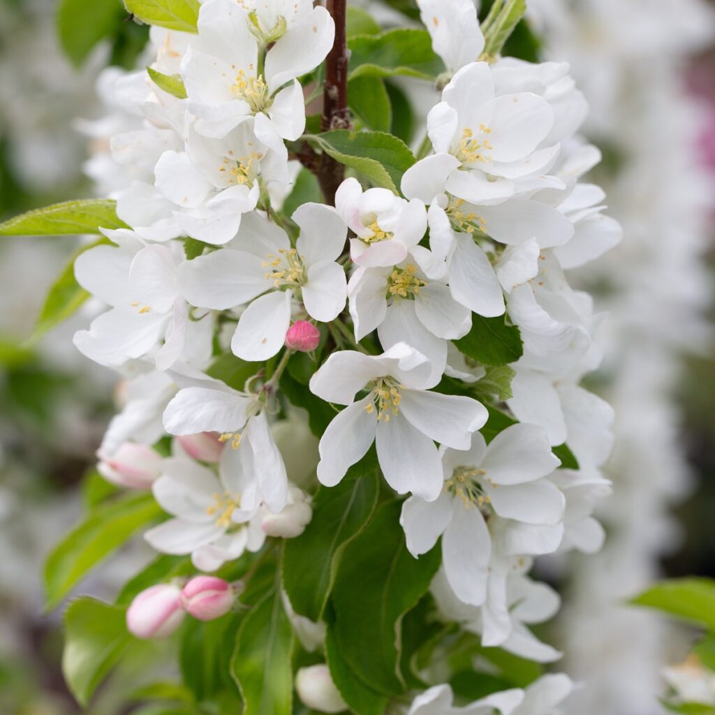 Malus ‘Jelly King’ Crab Apple Tree 5038838038563 2